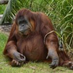 U Rancutanu - l'Orangutan